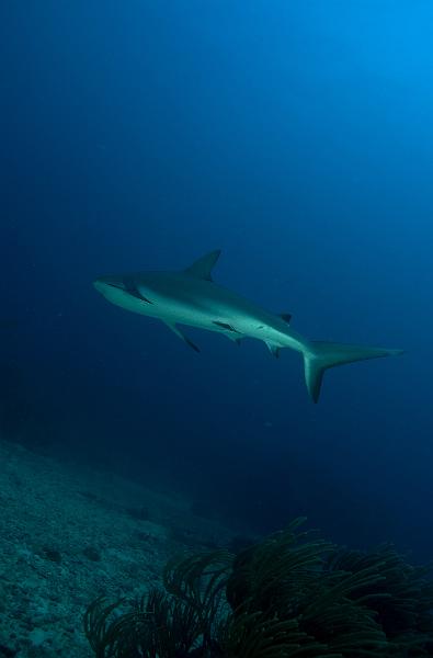 St Martin shark hotel 20 aout 2010_63.jpg